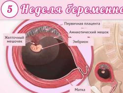 Четвертая неделя беременности: признаки и ощущения Живот на 4 5 неделе беременности